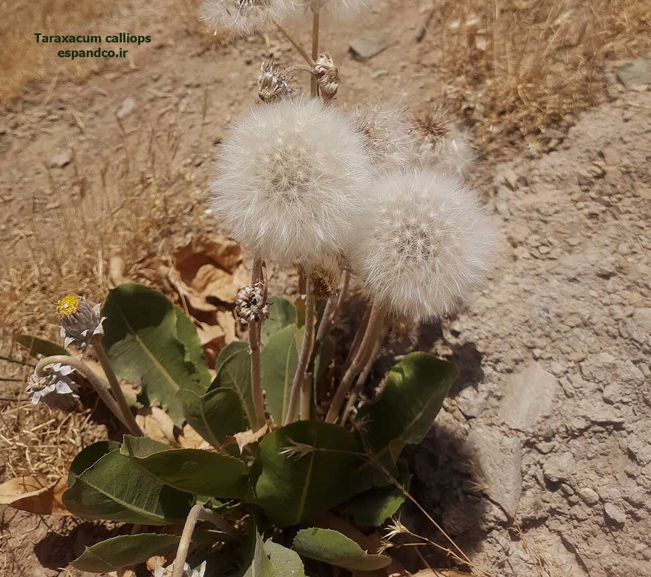 Taraxacum calliops